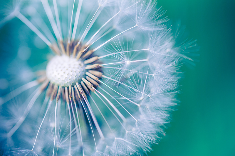 Pusteblume